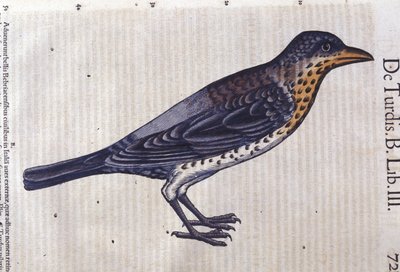 La trast i Historia Animalium av Conrad Gesner (1516 - 1565), Tiguri av Unknown artist