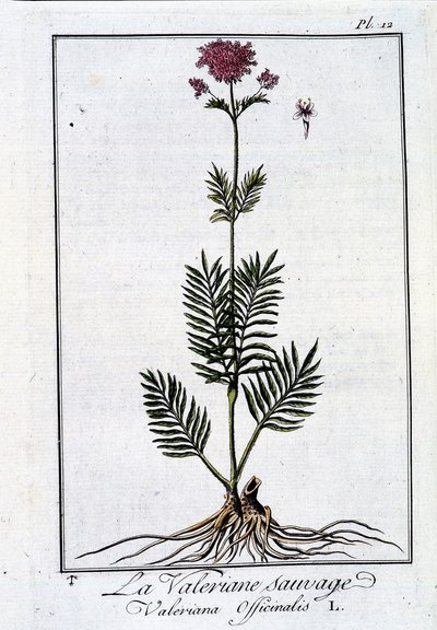 Vild valeriana - i "Exercise in botany for the use of traders"" av J.C. Philibert, imp. från Crapelet, Paris av Unknown artist