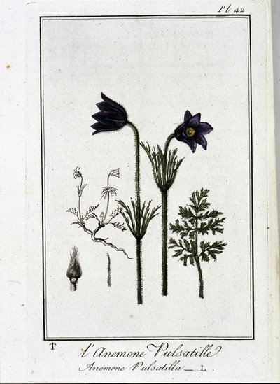 Anemone pulsatilla - i "Övningar i botanik för bruk av handlare", skriven av J.C. Philibert, Imprimerie de Crapelet, Paris av Unknown artist