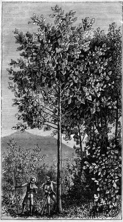 Kanelträdet (Cinchona officinalis). Gravyr i "" Nature" av Unknown artist