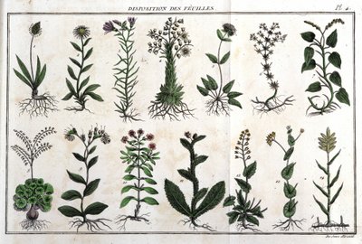 Layout av bladen: i "" Flora Françoise, eller en kort beskrivning av alla växter som växer naturligt i Frankrike, ordnade enligt en ny analysmetod som citerar deras mindre tvetydiga dygder inom medicin, och deras användbarhet i av Unknown artist