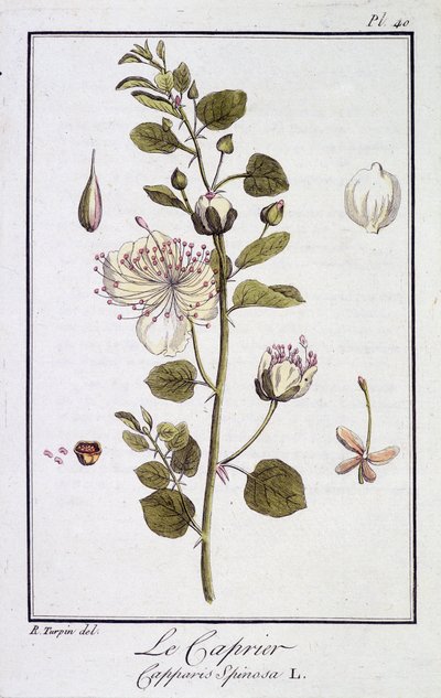 Capriären (Capparis Spinosa) - i "Övningar i botanik för bruk av handlare", redigerad av JC Philibert, Imprimerie de Crapelet, Paris av Unknown artist
