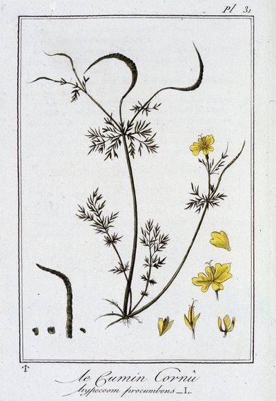 Horned Cumin (Hypecoum procumbens) - i "Övningar i botanik för bruk av handlare", redigerad av J.C. Philibert, Imprimerie de Crapelet, Paris av Unknown artist