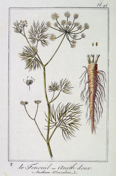 Fänkålen eller söt dill (Anethum Foeniculum) - i "Övningar i botanik för bruk av handlare", redigerad av J.C. Philibert, Imprimerie de Crapelet, Paris av Unknown artist