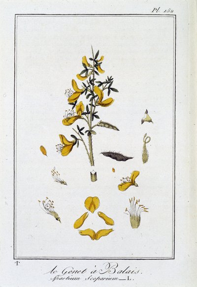 Le Genet a Broom (Spartium Scoparium) - i "Exercises in botany for the use of traders", redigerad av J.C. Philibert, Imprimerie de Crapelet, Paris av Unknown artist