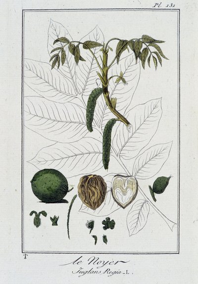 Le Noyer (Juglans Regia) - i "Exercises in botany for use of traders", skriven av J.C. Philibert, imp. Crapelet, Paris av Unknown artist
