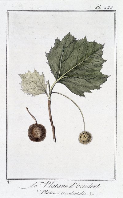 The Western Plane (Platanus occidentalis) - i "Övningar i botanik för bruk av handlare", redigerad av JC Philibert, Imprimerie de Crapelet, Paris av Unknown artist