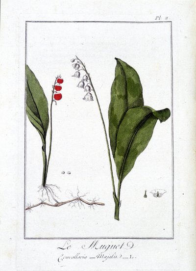 Trasten (Convallaria Majalis) - i "Övningar i botanik för handelsmännens bruk", skriven av J.C. Philibert, Imprimerie de Crapelet, Paris av Unknown artist