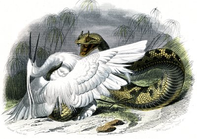 Le ceraste (Vipera cerastes) - Tallrik från Natural History av Bernard Germain de Lacepede (1856-1925), upplaga P.Furme, Paris av Unknown artist