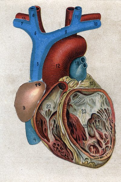 Le coeur.in "" Den nya naturliga medicinen"" av F.E. Bilz. 1898. av Unknown artist