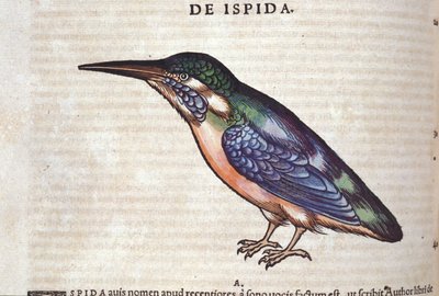 Le guêpier i Historia Animalium av Conrad Gesner (1516 - 1565), Tiguri av Unknown artist