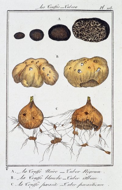Tryffel (Tubera) - i "Botaniska övningar för köpmän" skriven av J.C. Philibert, Imprimerie de Crapelet, Paris av Unknown artist