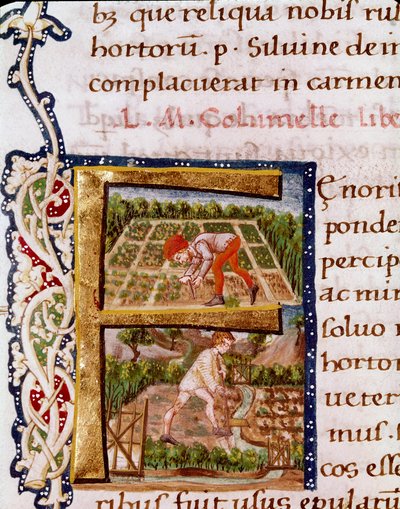 Lettrin F från kapitlet om trädgårdsodling: scener av strandning och bevattning. Miniatyr tagen från "" De re rustica"" av agronomen Lucius Iunius Moderatus Columella (1:a århundradet) (Ms.E-39). 1400-talet. Rom, Biblioteca Vallicelliana av Unknown artist