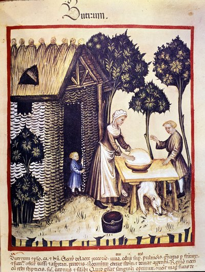 Tillverkning av smör. Belysning från mjölkning av medicin och diet "" Tacuinum sanitatis"" av Unknown artist