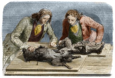 Medicinsk erfarenhet: blodtransfusion utförd på två hundar i Paris 1667. Gravyr från 1857 från en teckning av Claude Perrault. av Unknown artist