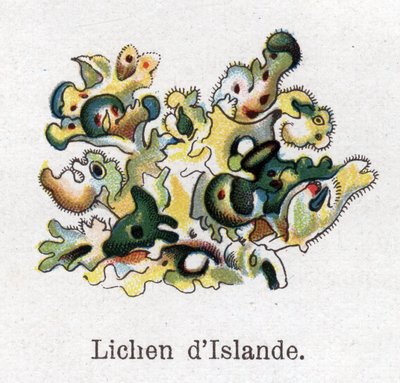 Medicinal- och matbotaniska växter: Islandlav. Gravyr i "" La medication naturelle"", av Friedrich Eduard Bilz (1842-1922) av Unknown artist