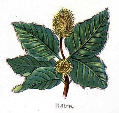 Läkemedel och mat botaniska växter: bok. Gravyr i "" La medication naturelle"", av Friedrich Eduard Bilz (1842-1922) av Unknown artist