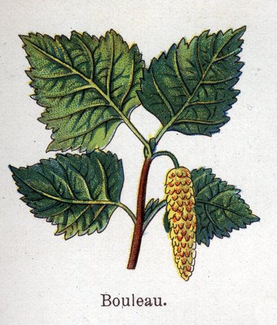Läkemedel och mat botaniska växter: björk. Gravyr i "" La medication naturelle"", av Friedrich Eduard Bilz (1842-1922) av Unknown artist
