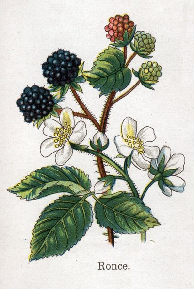 Läkemedel och mat botaniska växter: torn. Gravyr i "" La medication naturelle"", av Friedrich Eduard Bilz (1842-1922) av Unknown artist