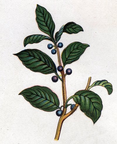 Läkemedel och mat botaniska växter: havtorn. Gravyr i "" La medication naturelle"", av Friedrich Eduard Bilz (1842-1922) av Unknown artist