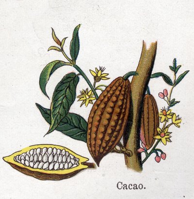 Läkemedel och mat botaniska växter: kakao. Gravyr i "" La medication naturelle"", av Friedrich Eduard Bilz (1842-1922) av Unknown artist