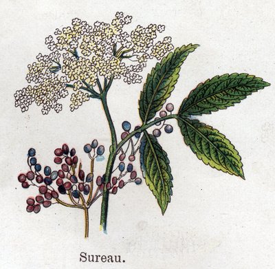 Läkemedel och mat botaniska växter: fläder. Gravyr i "" La medication naturelle"", av Friedrich Eduard Bilz (1842-1922) av Unknown artist