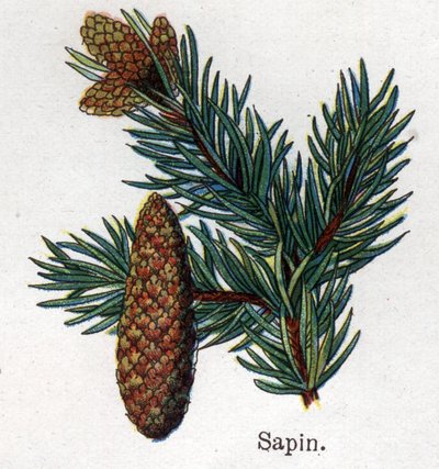 Läkemedel och mat botaniska växter: gran. Gravyr i "" La medication naturelle"", av Friedrich Eduard Bilz (1842-1922) av Unknown artist