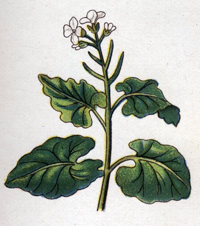 Läkemedel och mat botaniska växter: ört med sångare. Gravyr i "" La medication naturelle"", av Friedrich Eduard Bilz (1842-1922) av Unknown artist