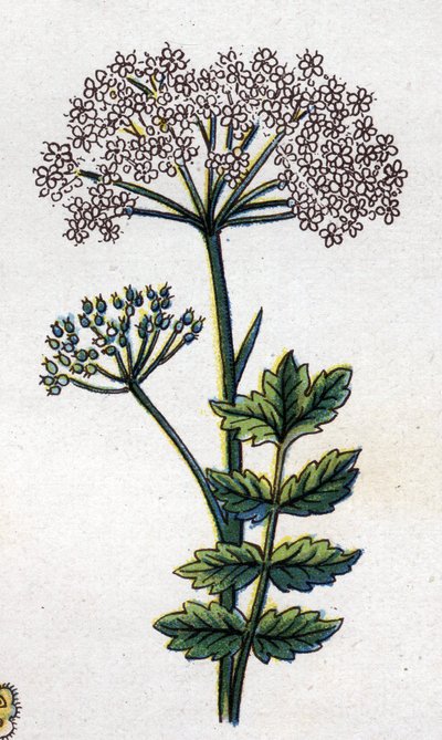 Läkemedel och mat botaniska växter: stor lokal. Gravyr i "" La medication naturelle"", av Friedrich Eduard Bilz (1842-1922) av Unknown artist
