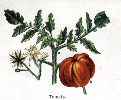 Läkemedel och mat botaniska växter: tomat. Gravyr i "" La medication naturelle"", av Friedrich Eduard Bilz (1842-1922) av Unknown artist