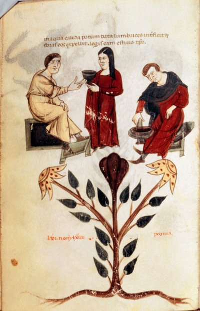 Medicin: beredning av en örtdryck (pion). Miniatyr hämtad från "" De diversis herbis"" av Hippokrates den store eller Hippokrates från Cos (460-370 f.Kr.) grekisk läkare av Unknown artist