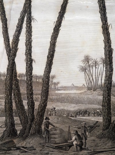 Memphis, utsikt över ruinerna (vetenskapsmän och arbetande konstnärer) - i "" Beskrivning av Egypten", Imperial Editions av Unknown artist