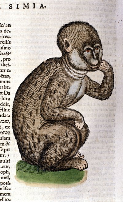 Apa efter Historia Animalium av Conrad Gesner, Tiguri 1560. Biblioteca Nazionale Braidense. Milano av Unknown artist
