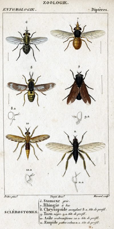 Naturhistorisk styrelse. Entomologi. Dipteres familj. Sklerostome: 6. Grå stomox; 7. Näbb rhingia; 8. Blindande krysopsid; 8a. profilhuvud; 9. Taon negre; 9a. profilhuvud; 10. Crabroniforme asyl; 10a. profilhuvud; 11. Emboid håriga ben; n.a. av Unknown artist