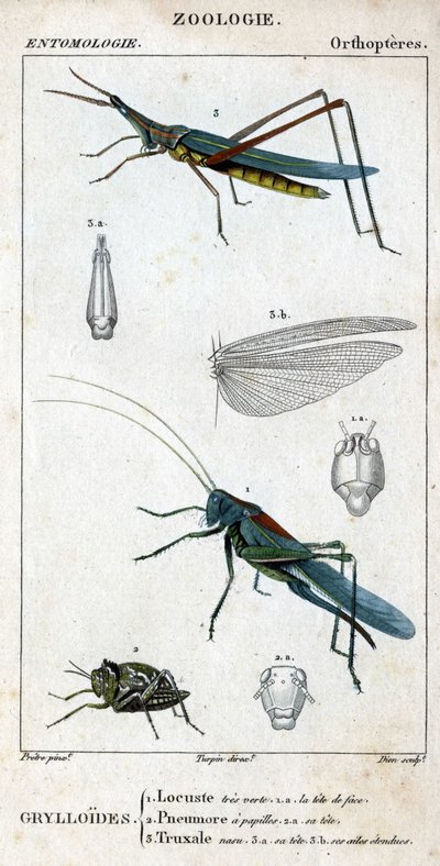 Naturhistorisk styrelse. Entomologi. Familj av ortoptrar. Grylloides: 1. gräshoppor mycket grön. 1.a. det främre huvudet; 2. Pneumore har smaklökar; 2.a. dess huvud; 3. Nasu truxal; 3.a. huvud; 3.b. förlängda vingar. av Unknown artist