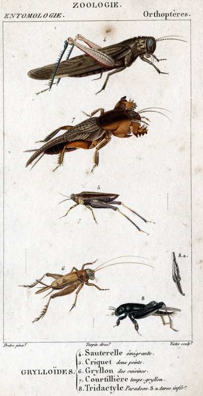 Naturhistorisk styrelse. Entomologi. Familj av ortoptrar. Grylloides: 4. Emigrerande gräshoppa; 5. Gräshoppa två poäng; 6. Gryllon från köken; 7. Gryllon mol buljong; 8. Tridactyl paradox; 8a. sämre tarsus. av Unknown artist
