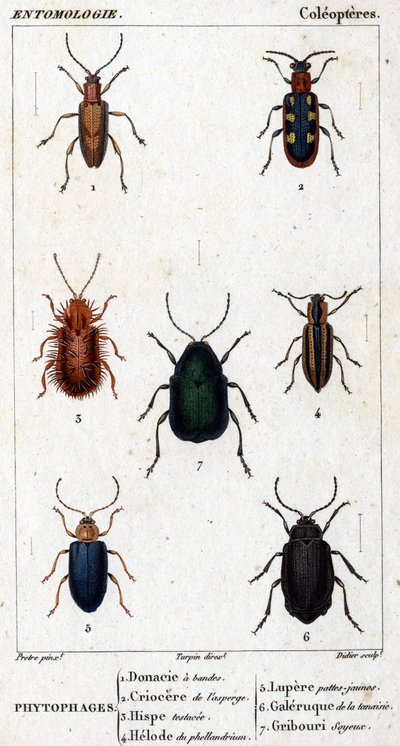 Naturhistorisk styrelse. Entomologi. Coleopterernas familj. Fytofager: 1. Bandad donacia; 2. Sparris criocere; 3. Hisp testad; 4. Phellandrium helode; 5. Lupere gula ben; 6. Tansy galleri; 7. Silkeslen doodle. av Unknown artist