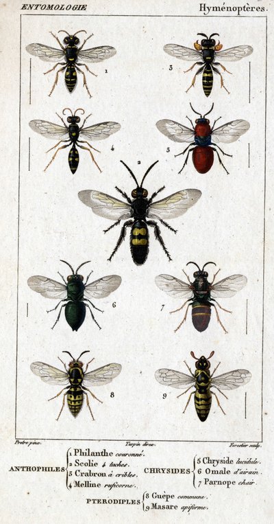 Naturhistorisk styrelse. Entomologi. Hymenopteres familj. Antofiler: 1. Filantkrona; 2. Scile 4 fläckar; 3. Screening crabron; 4 Melline ruficorne. Chryside: 5. Lugnande Chryside; 6. Hjärnomalum; 7. Parnope kött. Pterodiples: 8. gemensamt område; 9. Masar av Unknown artist