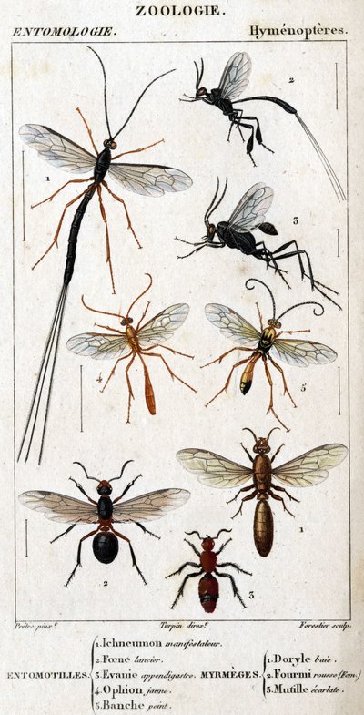 Naturhistorisk styrelse. Entomologi. Hymenopteres familj. Entomotiller: 1. Inchneumon demonstrant; 2. Foene lancier; 3. Evanie appendigastre; 4. Gul ophion; 5. Vitmålad. Myrmeges: 1. Doryle bay; 2. Förutsatt rödhårig (Fem.) 3. Ecarlate mutille. av Unknown artist