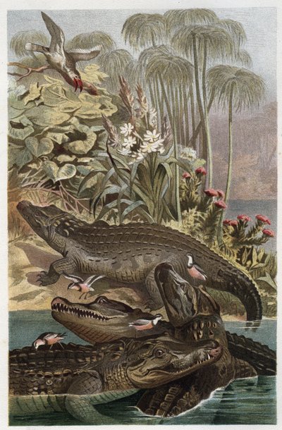 Nilkrokodil - Nilkrokodilen (Crocodylus niloticus) - gravyr från "" Brehms djurliv"" av Alfred Edmund Brehm (1829-1884) av Unknown artist