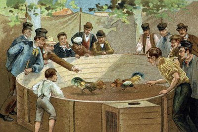 Gammal sed som firas i regionen Flandern: Tuppfäktning. Kromolitografi från slutet av 1800-talet. av Unknown artist