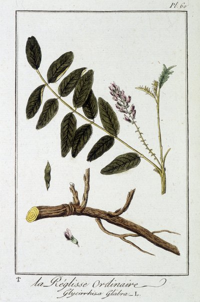 Ordinary liquisse (Glycyrrhiza glabra) - i "Exercices in botany for the use of traders", redigerad av J.C. Philibert, Imprimerie de Crapelet, Paris av Unknown artist