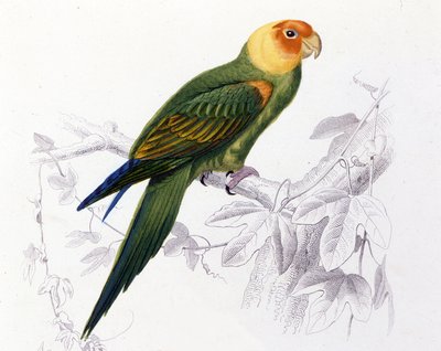 Ornitologi: Carolina papegoja. (Psittacus carolinensis) av Unknown artist