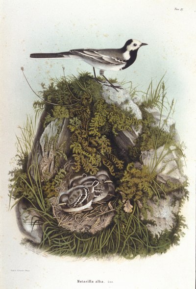 Ornitologi: en grå bergeronnet (motacilla alba) nära sina ungas bo. 1800-talets zoologinämnd av Unknown artist