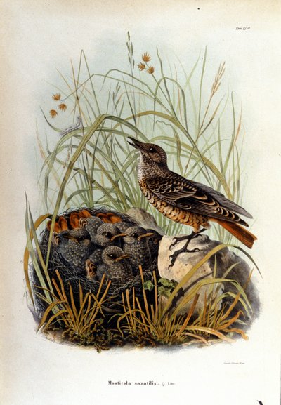 Ornitologi: en monticole nära sina ungas bo. av Unknown artist