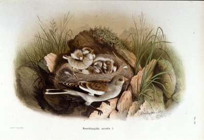 Ornitologi: en alpin niverolle nära sina ungas bo. av Unknown artist