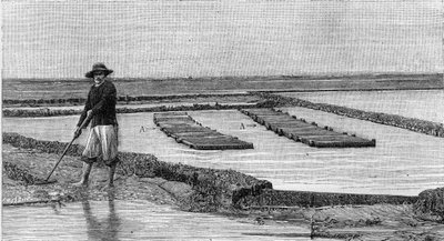 Ostreiculture - odling av ostron i Arcachon-bassängen (1894): allmän bild av en ostronpark. A, A: ambulanser eller ostreofila lådor. (Från ett fotografi). Gravyr i "" La Nature: revue des sciences et de leurs applications aux arts et a l