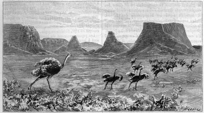 Strutsfri i södra Afrika. Gravyr från 1895 efter teckning av Lichtenstein från 1804. av Unknown artist