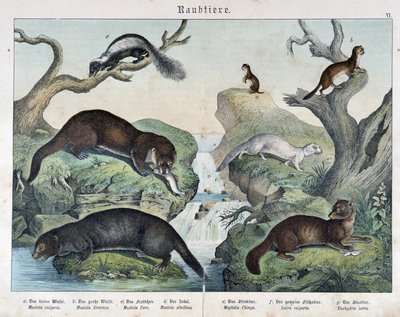 Uttrar, illrar, vesslor... - i "Natural histories of mammals"", red. Schreiber av Unknown artist