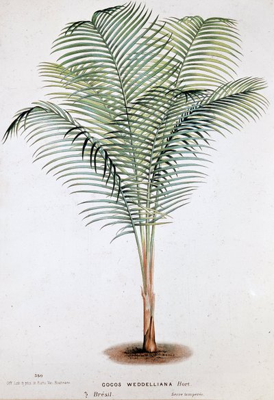Palm Cocos Weddelliana (Brasilien) - Botanisk tavla av Unknown artist